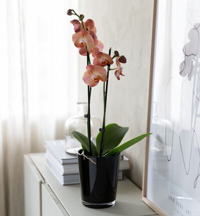 Gyllen orkidé i sort potte